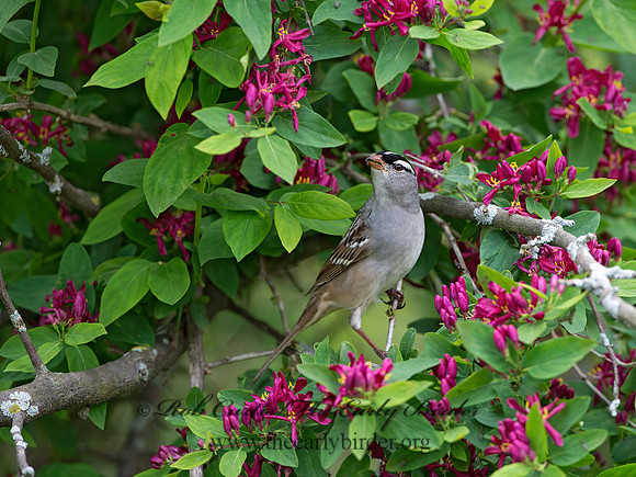 Zonotrichia leucophrys  WHITE-CROWNED SPARROW 9045425z
