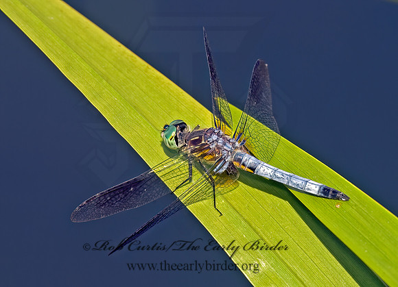Pachydiplax longipennis BLUE DASHER 8015080z