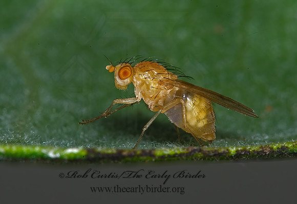 Homoneura  LAUXANIID FLY 6014503z