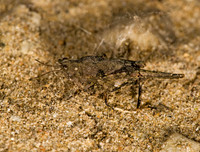 Paratettix cucullatus 8015254z