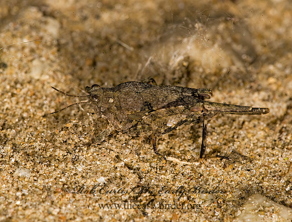 Paratettix cucullatus 8015254z