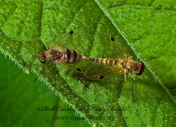 Chrysopilus modestus  SNIPE FLY 4002198z