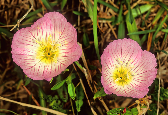 Oenothera speciosa  SHOWY EVENING PRIMOSE 86912z