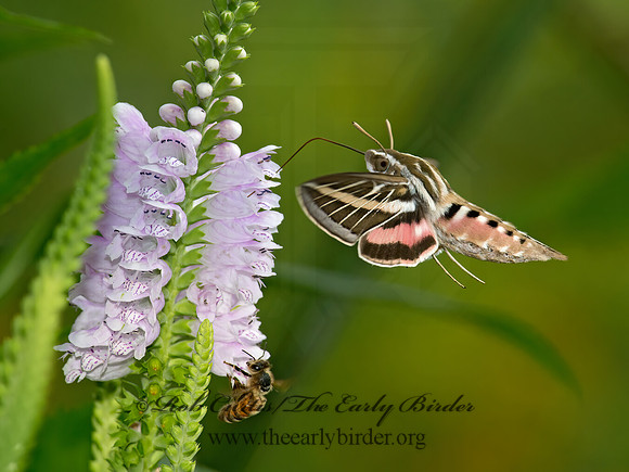 Hyles lineata  WHITE-LINED SPHINX 9014165 z