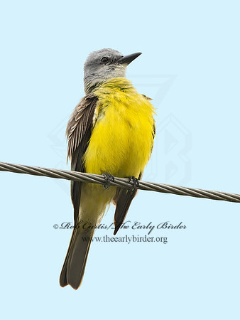 Tyrannus couchii  COUCH'S KINGBIRD 3031915z