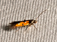Chrysoclista linneella LINDEN BARK BORER 9066682z