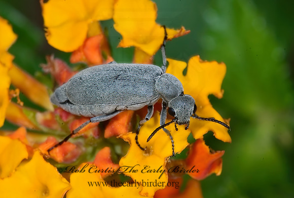 Epicauta ferruginea or fortis 7006140~z