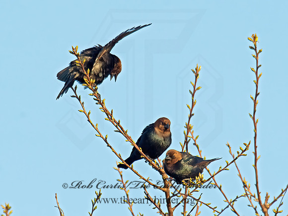 Molothrus ater  BROWN-HEADED COWBIRD  9010191z