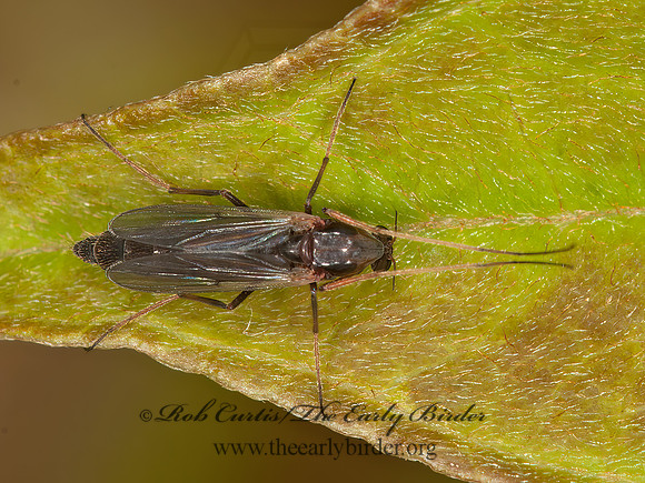 Chironomus grp  CHIRONOMINI MIDGE 3013248z