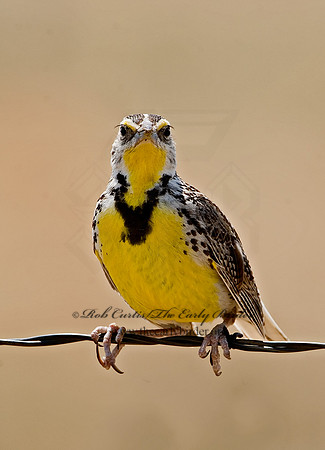 Sturnella neglecta  WESTERN MEADOWLARK 7011451z