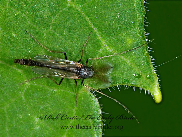 Chironomini  NON-BITING MIDGE 6007304z