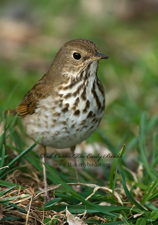 Catharus guttatus  HERMIT THRUSH 7014327z