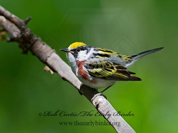 Setophaga pennsylvanica  CHESTNUT-SIDED WARBLER 9011777z