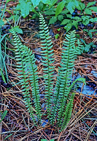 Asplenium platyneuron  EBONY SPLEENWORT 168613z