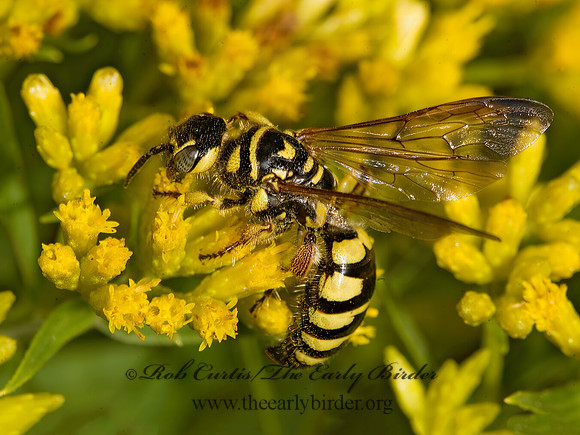 Myzinum quinquecinctum  THYNNID WASP 8016837z