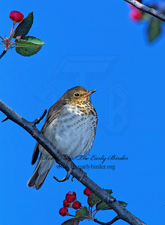 Catharus ustulatus  SWAINSON'S THRUSH 288715z