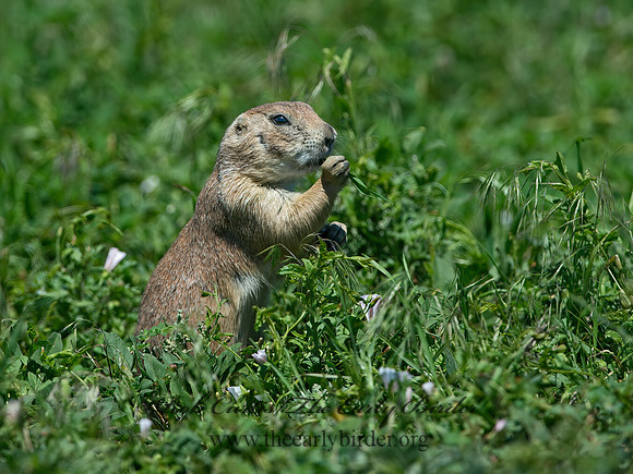 Cynomys ludovicianus  BLACK-TAILED PRAIRIE DOG 9061601z