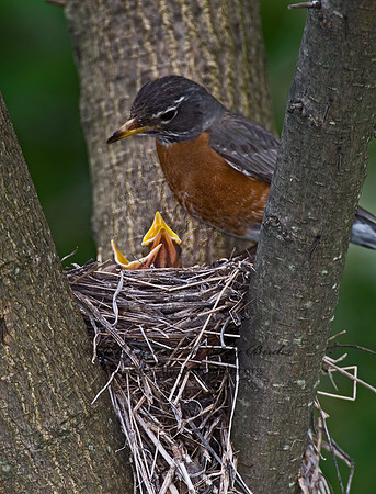 Turdus migratorius  AMERICAN ROBIN 6005611z