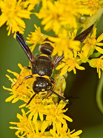 Euodynerus undescribed  EUMENINAE WASP 9040680z