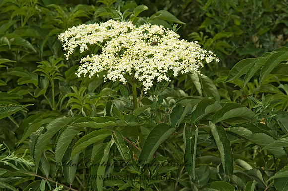 Sambucus canadensis  COMMON ELDERBERRY 5010674z