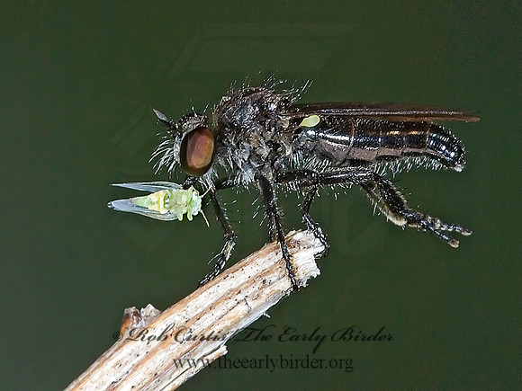 Holopogon sapphirus  STENOPOGONINAE ROBBER FLY 7009880 z