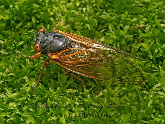 Magicicada septemdecim 17-YEAR CICADA 3043677z