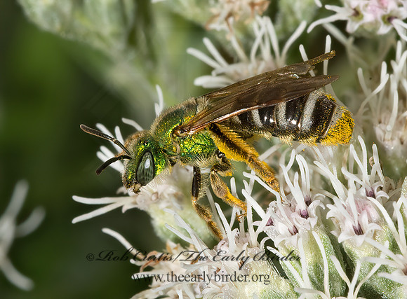 Agapostemon virescens  BICOLORED AGAPOSTEMON 9026161 z