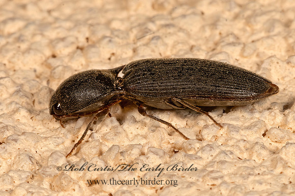 Dipropus  CLICK BEETLE 3036239z