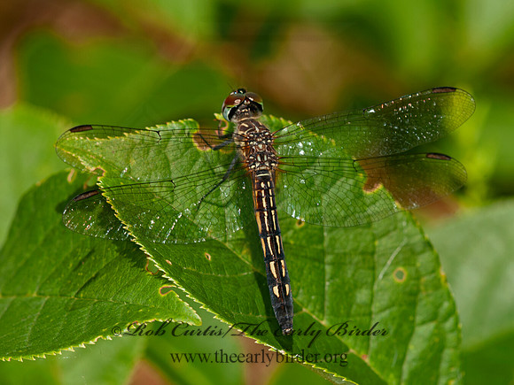 Pachydiplax longipennis BLUE DASHER 3016095