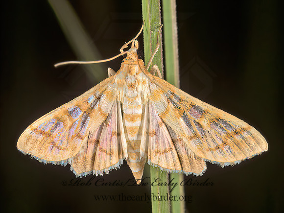 Epipagis fenestralis SPILOMELINAE SNOUT MOTH 9048380z