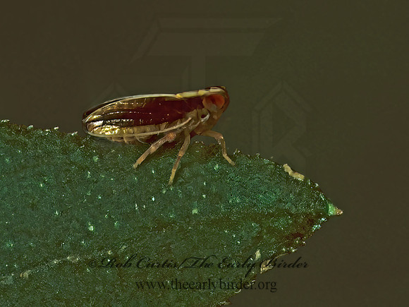Kelisia~  DELPHACID PLANTHOPPER 1275603z