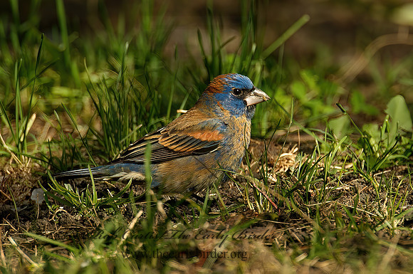 Guiraca caerulea  BLUE GROSBEAK 4000138 Vz