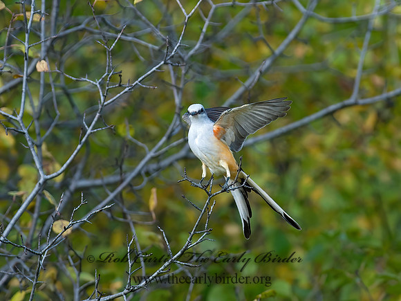 Tyrannus forficatus SCISSOR-TAILED FLYCATCHER 8029639z