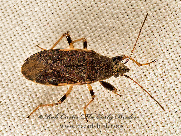 Perigenes constrictus  DIRT-COLORED SEED BUG 9048205z