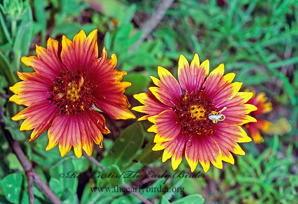 Gaillardia pulchella  INDIAN BLANKET 49529z