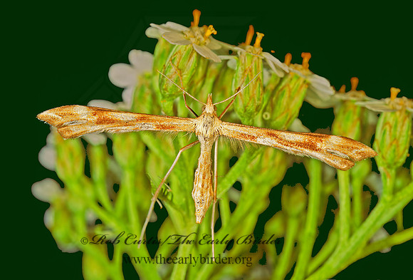 Gillmeria pallidactyla  YARROW PLUME MOTH 95708az