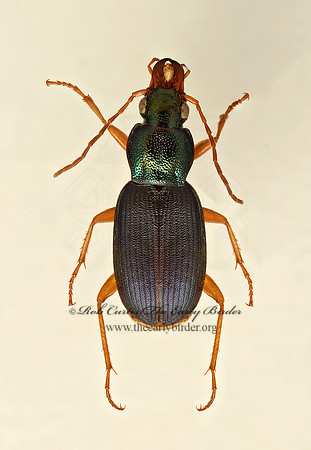 Anomoglossus pusillus 9019464z