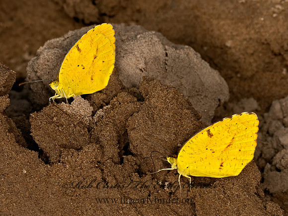 Eurema nicippe  SLEEPY ORANGE 3038183z
