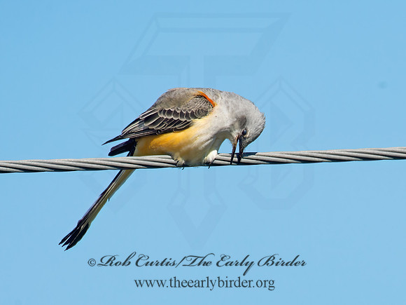 Tyrannus forficatus SCISSOR-TAILED FLYCATCHER 9006763z