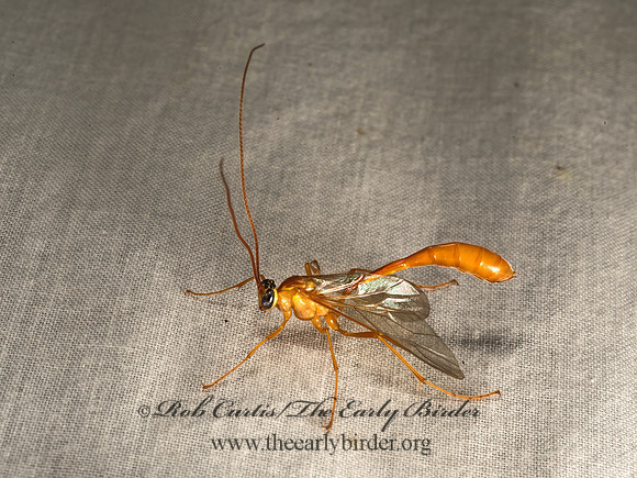 Enicospilus americanus grp  OPHIONINAE ICHNEUMON  9050326z