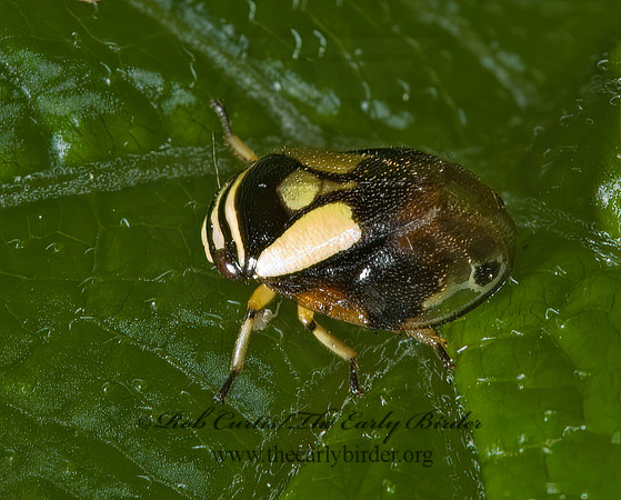 Clastoptera proteus  DOGWOOD SPITTLEBUG 5000108z