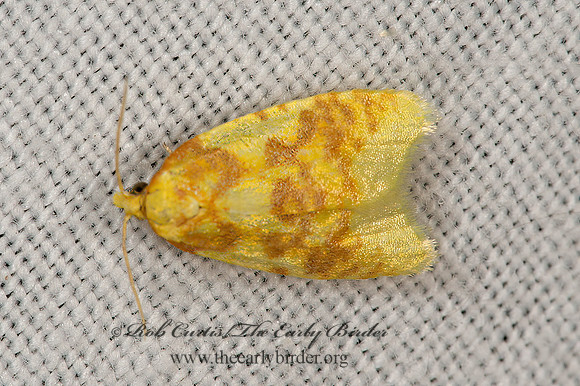 Sparganothis pulcherrimana  BEAUTIFUL SPARGANOTHIS 9066308z