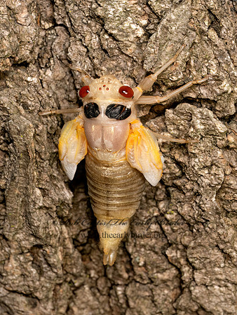 Magicicada cassinii CASSINI'S PERIODICAL CICADA 9088069 z