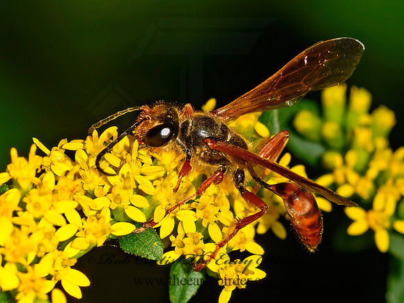 Isodontia elegans  GRASS-CARRYING WASP 1305512z