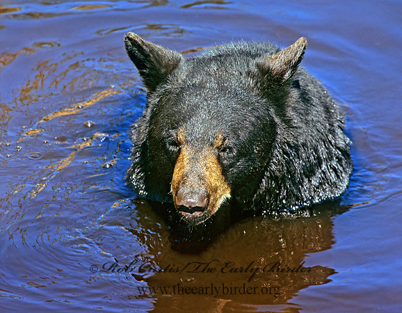 Ursus americanus  BLACK BEAR  301905z