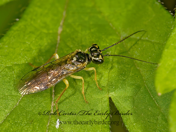 Pamphilius phyllisae 8014586z