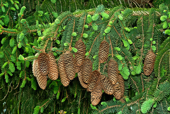 Picea abies  NORWAY SPRUCE 4000701z