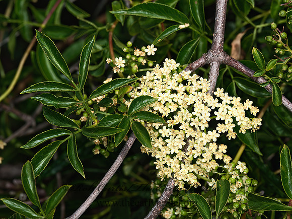Sambucus nigra  BLUE ELDERBERRY 8037248z