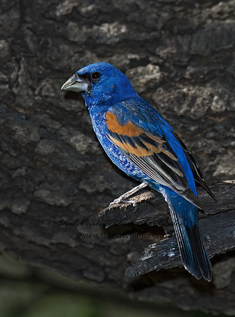 Guiraca caerulea  BLUE GROSBEAK 7006689z