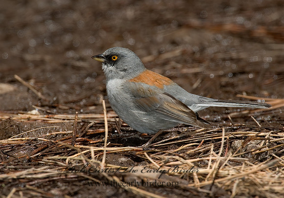 Junco phaeonotus  YELLOW-EYED JUNCO 5006386z